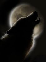 bad_wolf
